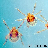 Boophius microplus larvae