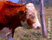 European cattle (Bos taurus)