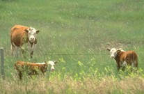 Main target for tick control is population control in the pastures.