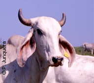 Ganado cebuíno, menos susceptible a las garrapatas y a los hemoparásitos