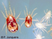 Red fowl mites, Dermanyssus gallinae, after blood feeding (left) and before (right)