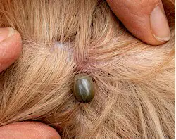 Engorged adult female tick attached to a dog. Picture from Wikipedia Commons