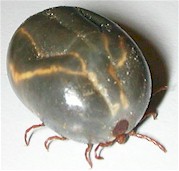 Haemaphysalis longicornis, engorged adult female. Picture from Wikipedis Commons.