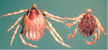 Hyalomma anatolicum, adult female (left) and male. Picture from Alan R. Walker in Wikipedia Commons. 