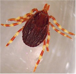 Adult Hyalomma marginatum. Picture from Wikipedia Commons.