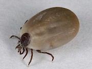Ixodes ricinus, engorged adult female. Picture from Jarmo Holopainen
