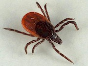 Ixodes ricinus, engorged adult female. Picture from Jarmo Holopainen