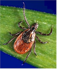 Ixodes scapularis adult tick. Picture from Wikipedia Commons.