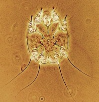 Notoedres cati female mite. Picture from M. Campos Pereira