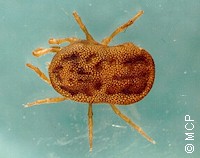 otobius megnini