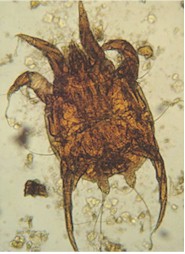 HORSE MITES: biology, prevention and control. Horse mange, horse scab.