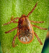 Hembra adulta de Rhipicephalus sanguineus, la garrapata más frecuente en perros. Imagen tomada de Wikipedia commons