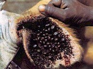 Rhipicephalus appendiculatus on the ears of a cow