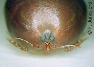 Hembra repleta teleogina de Rhipicephalus appendiculatus, vista frontal
