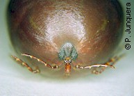 Rhipicephalus appendiculatus, engorged adult female, front view