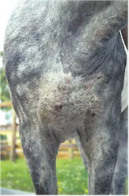 Caballo afectado de sarna sarcóptica. Imagen tomada de www.cavallo.de