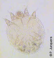 Sarcoptes scabiei var. suis, male mite