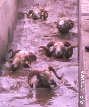 Sheep dipping