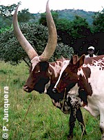 Watusi cow. Indigenous cattle breeds are less susceptible to ticks.