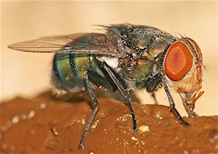 Chrysomyia megacephala, adult fly. Picture from Wikipedia Commons.