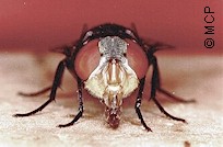 Cochliomyia hominivorax, the New World Screwworm fly. Frontal view. Picture from M. Campos Pereira