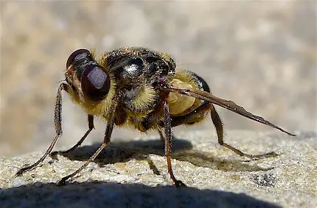 Hypoderma spp. adult fly. Picture from Wikipedia Commons