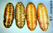 Lucilia cuprina pupae