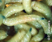 Larvas (L3) de Lucilia cuprina