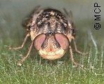 Oestrus ovis the sheep bot fly is a fly that deposits its larvae in the  nose of mammals like goats and sheep and can cause serious damage Stock  Photo by ©PMARACENA 297473736