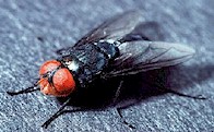 Wohlfahrtia magnifica, mosca adulta. Fotografía tomada de bdm.typepad.com/photos/myiases_ovines 