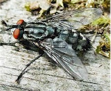 Wohlfahrtia magnifica, adult fly. Picture from bdm.typepad.com