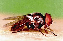 Adult lesser housefly (Fannia canicularis). Image from M.C. Pereira