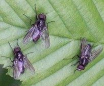 Moscas de la cabeza Hydrotaea irritans. Fotografía de Jürgen Peters