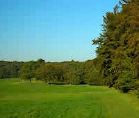 Forest edge, a typical habitat of head flies