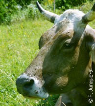 Face flies (Musca autumnalis) on a cow