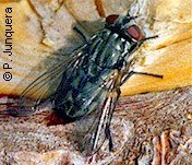 Mosca de la cara adulta (Musca autumnalis)