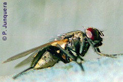 Musca domestica, hospedador intermediario de Choenotaenia infundibulum