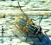 Mosca doméstica (Musca domestica) adulta