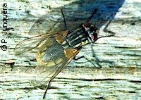 Musca domestic, the common housefly, a potential vector fo Thelazia eyeworms.