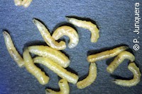 Larvas (estadio III) de mosca doméstica (Musca domestica)