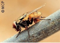 Mosca atacada por ácaros, bajo el abdomen. Fotografía de M. Campos Pereira