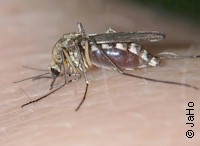 Biting Aedes female. Picture of Jarmo Holopainen taken from www.pbase.com/holopain/flies