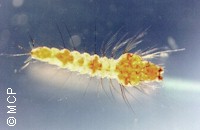 Aquatic larva of a mosquito. Picture fom M. Campos Pereira