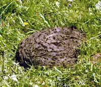 Intact cowpat: Ideal breeding place for hor fly larvae.