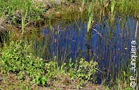 Mosquitoes can breed by the thousands in such ponds