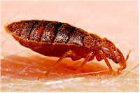 Adult bed bug (Cimex lectularius). Picture from Wikipedia Commons