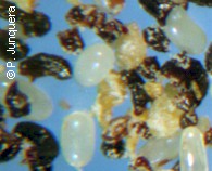 Cat flea eggs (white) and adult flea excrements (dark)