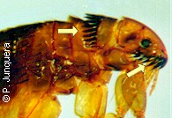 Cabeza de pulga del gato hembra, mostrando los ctenidios (flechas)