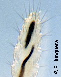 Larva L3 de pulga del gato (Ctenocephalides felis)