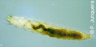 Larva (LIII) de pulga del gato (Ctenocephalides felis)